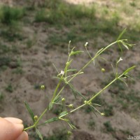 Oldenlandia herbacea (L.) Roxb.